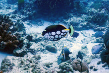 Full Day Early Risers Similan Island Tour By Speed Catamaran From Khao Lak (SSH)