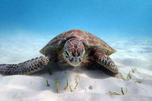 Full Day Early Risers Similan Island Tour By Speed Catamaran From Khao Lak (SSH)