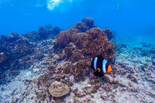 Full Day Early Risers Similan Island Tour By Speed Catamaran From Khao Lak (SSH)