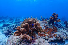 Full Day Early Risers Similan Island Tour By Speed Catamaran From Khao Lak (SSH)