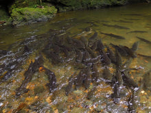 Full Day Unseen Khao Sok Eco Tour From Khao Lak (USK)