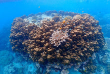 Full Day Early Risers Surin Island Tour By Speed Catamaran From Khao Lak (SSH)