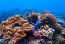 Full Day Early Risers Surin Island Tour By Speed Catamaran From Khao Lak (SSH)