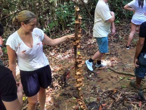 Full Day Phuket Jungle Trekking From Phuket FPB