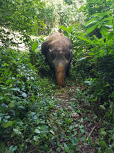 Full Day Walk with Elephant From Phuket (EJS)