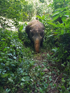 Full Day Walk with Elephant From Phuket (EJS)