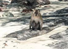 Full Day Phi Phi Islands By Speedboat From Krabi (KMA)