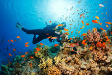 Full Day Similan Diving Trip from Khao Lak (RYD)