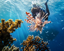 Full Day Similan Diving Trip from Khao Lak (RYD)