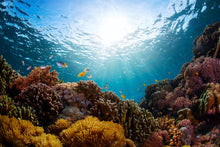Full Day Similan Diving Trip from Khao Lak (RYD)