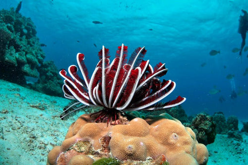 Half Day Diving Trip At Local Dive Sites from Khao Lak RYD
