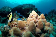 Full Day Diving Trip Koh Bon, Tachai from Khao Lak RYD