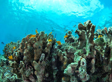 PADI Open Water Diving Course 3 days from Khao Lak (RYD)