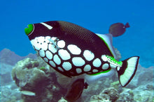 Full Day Raya Noi Diving Trip From Phuket (RYD)