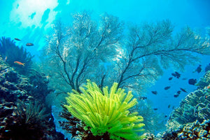 Full Day Raya Noi Diving Trip from Phuket (RYD)