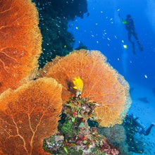 Full Day Raya Noi Diving Trip From Phuket (RYD)