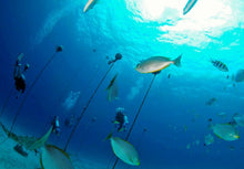 Full Day Raya Yai Discover Scuba Diving From Phuket (RYD)