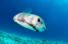 Full Day Raya Yai Discover Scuba Diving From Phuket (RYD)