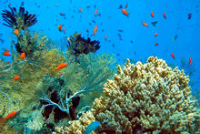 Full Day Raya Yai Discover Scuba Diving from Phuket (RYD)