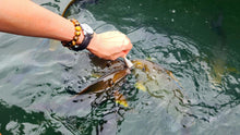 Half Day Phuket Explore The Fishery Raft Intara Farm (DSTH)